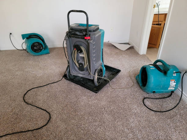 Best Local water damage restoration  in Huntland, TN